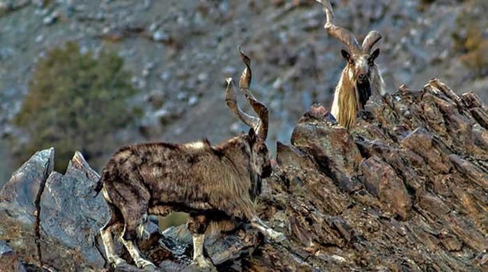 Centre, KP at odds over 'ban' on Markhor, Ibex hunting