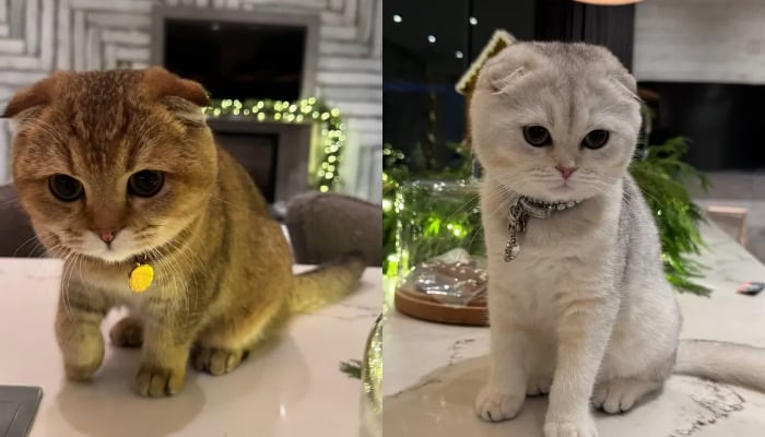 Kylie Jenner shares first look at new family additions at home