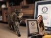 Flossie, world's oldest cat, celebrates landmark birthday: here's what you need to know