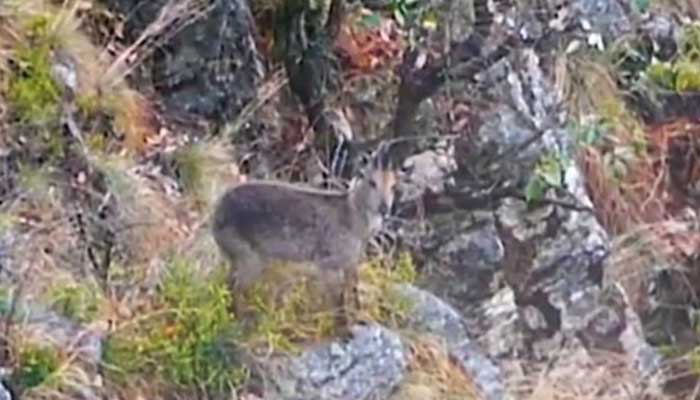 Screengrab of the hunted grey gorale. — Reporter