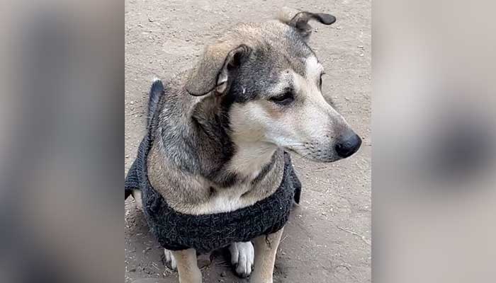 Image of famous street dog Toty. — Instagram@totythegangster