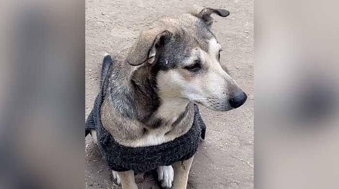 A stray dog fight, millions of views and a question for real news