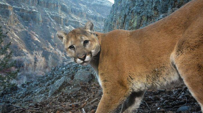 Mountain lion kills woman in Colorado, first fatal encounter since 1999