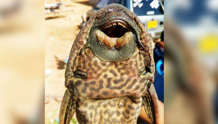 An Amazon sailfin catfish caught in Sukkur on January 4, 2026. — WWF
