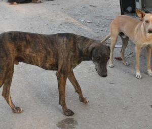 Karachi mayor pushes for culling over neutering to curb rising dog bite cases