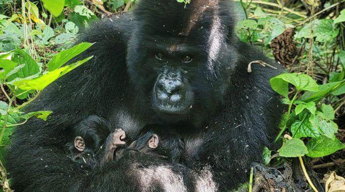 Endangered mountain gorilla gives birth to twins in war-torn eastern Congo