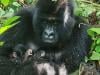 Endangered mountain gorilla gives birth to twins in war-torn eastern Congo