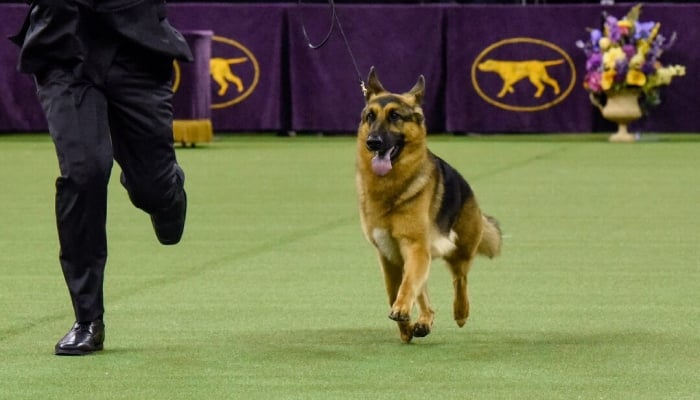 A German Shepard runs with its owner at a dog show in this undated image. — Reuters