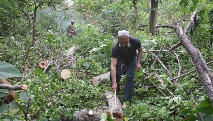 Labourers are busy in cutting pollen trees from Shakarparian area to eradicate Pollen allergy from Islamabad, August 23, 2025. — Online