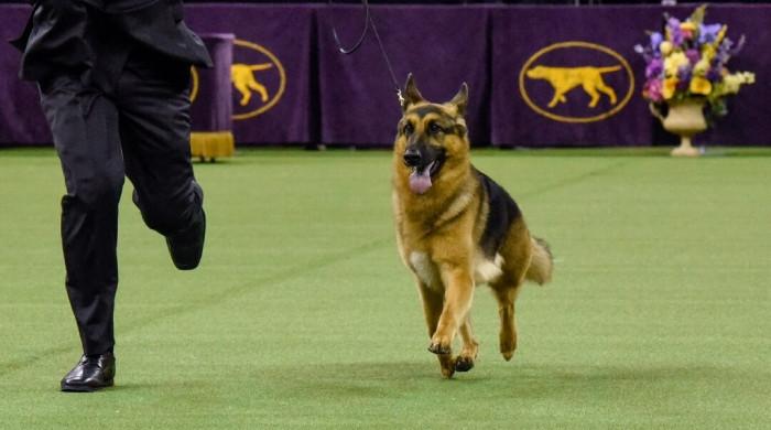 Some super-smart dogs can learn new words just by listening to humans talk