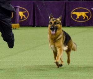 Some super-smart dogs can learn new words just by listening to humans talk