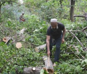 Tree cutting limited to paper mulberry, claims Islamabad admin