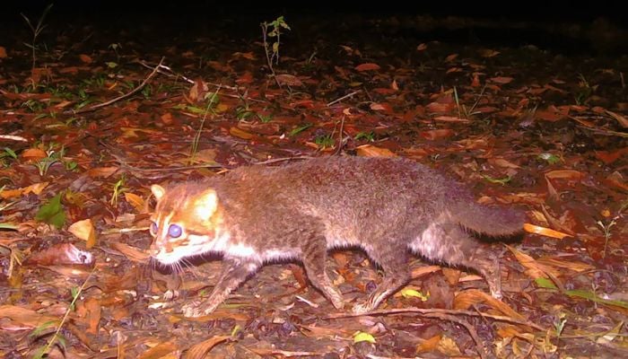 Flat-headed cat thought to have gone extinct spotted in Thailand after 30 years