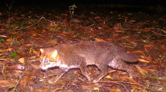 Flat-headed cat thought to have gone extinct spotted in Thailand after 30 years