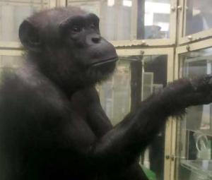 'Genius' chimpanzee Ai dies in Japan at 49
