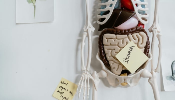 Representational image of digestive system. — Canva