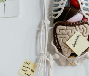 Does gut health shape how we age?