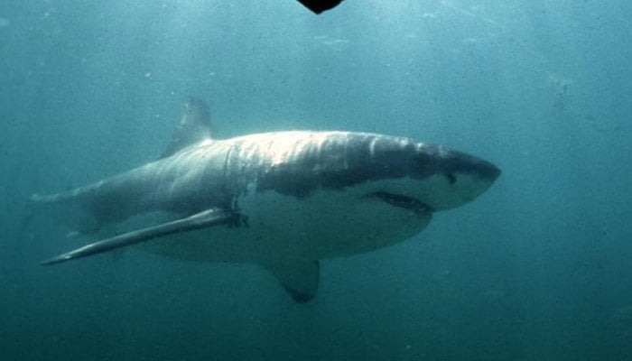 A Great White Shark swims past a diving cage off Gansbaai about 200 kilometers east of Cape Town in an undated handout photo.