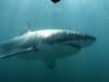Shark mauls boy in Sydney Harbour