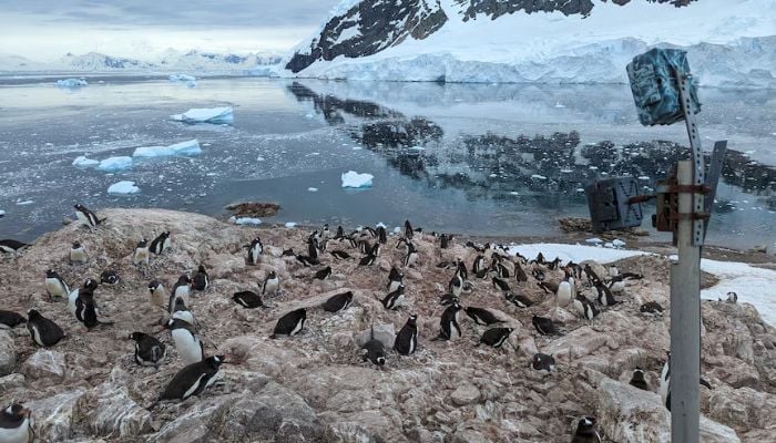 Antarctic penguin breeding cycles shift rapidly as climate warms, study finds