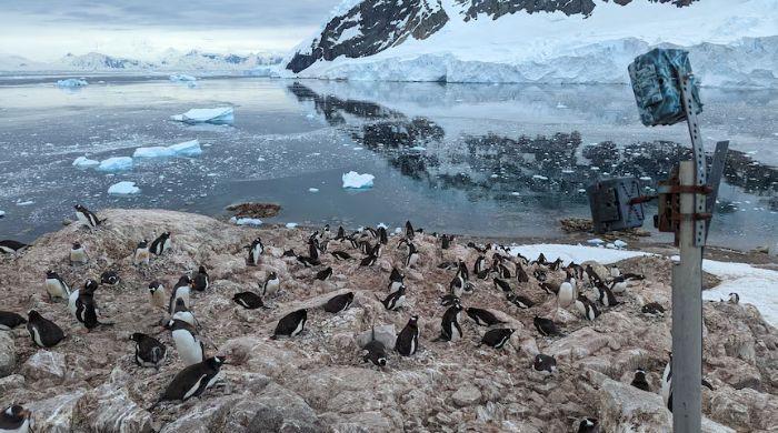 Antarctic penguin breeding cycles shift rapidly as climate warms, study finds