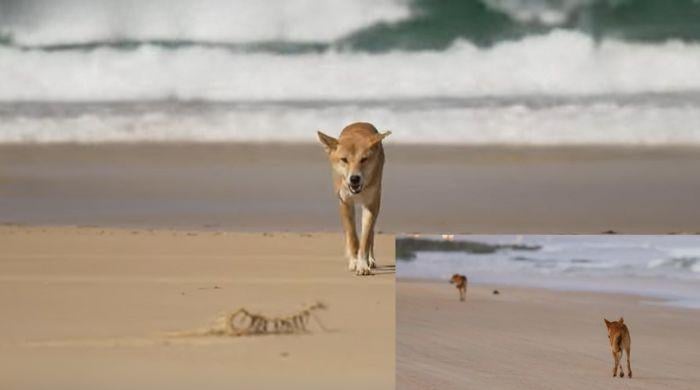 Did Dingoes kill Canadian tourist found dead on Australian beach? Know every detail here
