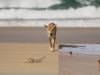 Did Dingoes kill Canadian tourist found dead on Australian beach? Know every detail here