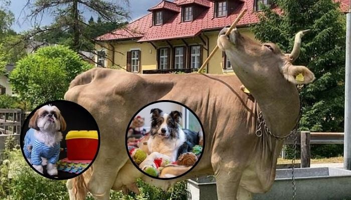 Meet worlds smartest animals: Tool-using cow to word-savvy dogs