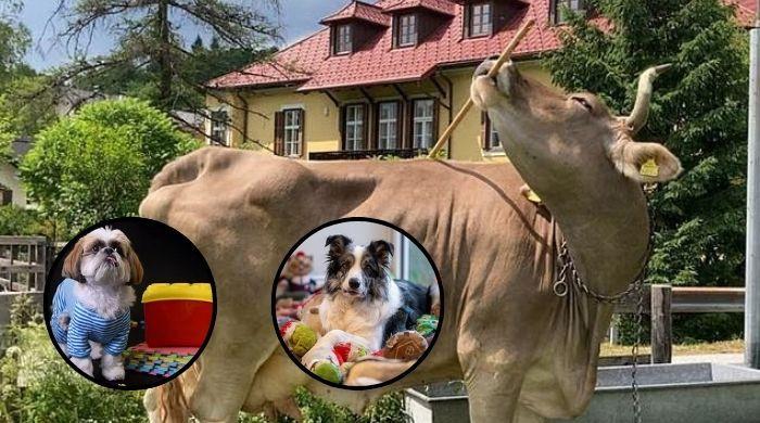 Meet world's smartest animals: Tool-using cow to word-savvy dogs