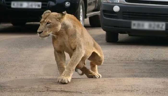 A lioness walks along a road as visitors sit in their vehicles at Nairobis National Park in Kenyas capital Nairobi, July 12, 2014.— Reuters