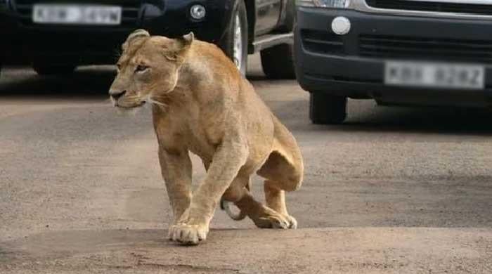 Pet lioness attacks eight-year-old girl in Lahore's Bhekewal