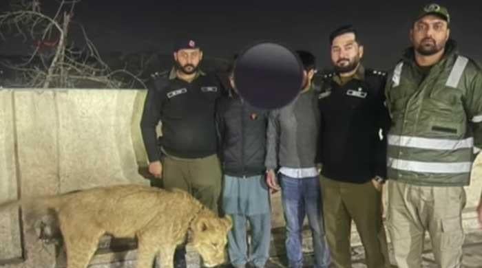 Pet lioness attacks eight-year-old girl in Lahore's Bhekewal
