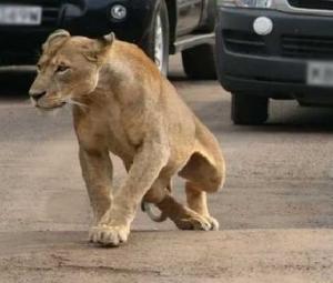 Pet lioness attacks eight-year-old girl in Lahore's Bhekewal