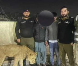 Pet lioness attacks eight-year-old girl in Lahore's Bhekewal