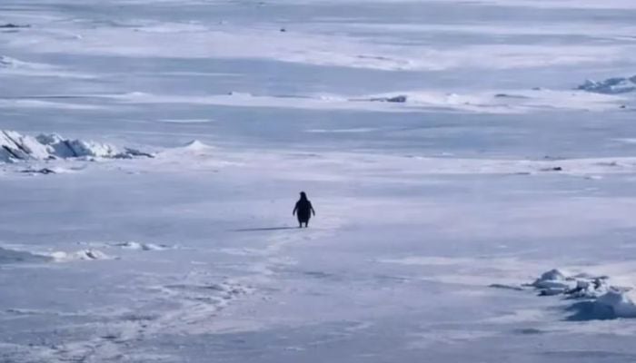 Why is lonely Antarctic penguin going viral on social media?