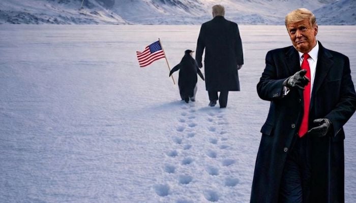 Why did White House post Greenland Penguin meme? Heres what you should know