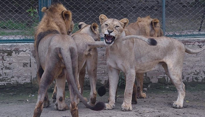 A pride of lions can be seen at the Lahore Safari Zoo in Lahore. — AFP/File