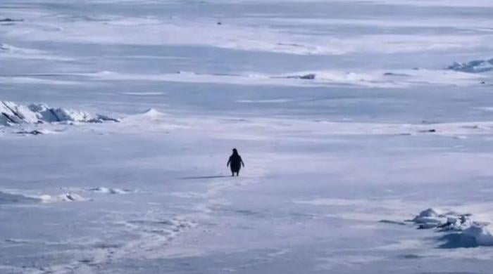 Why is lonely Antarctic penguin going viral on social media?