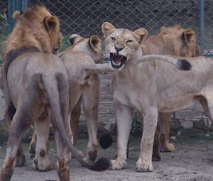 Minor boy amputated after pet lion attack at Lahore farm