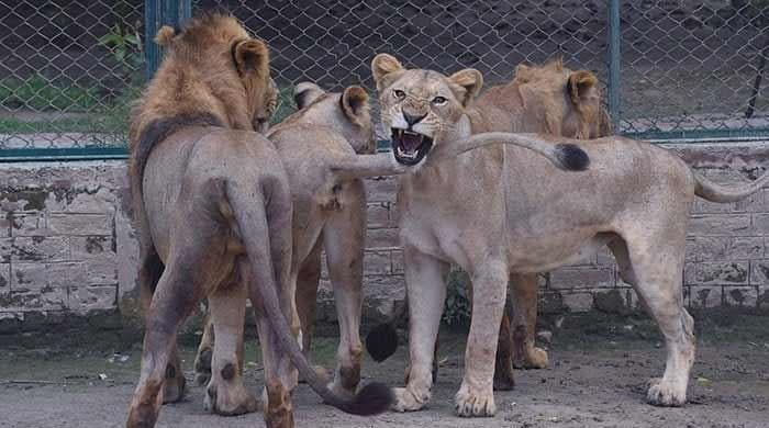 Punjab revokes permission to keep pet lions
