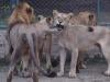 Punjab revokes permission to keep pet lions