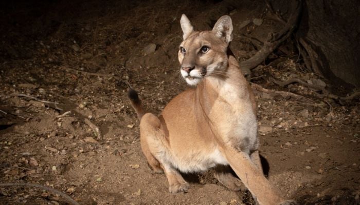 Mountain lion spotted in San Francisco’s Pacific Heights, authorities urge caution