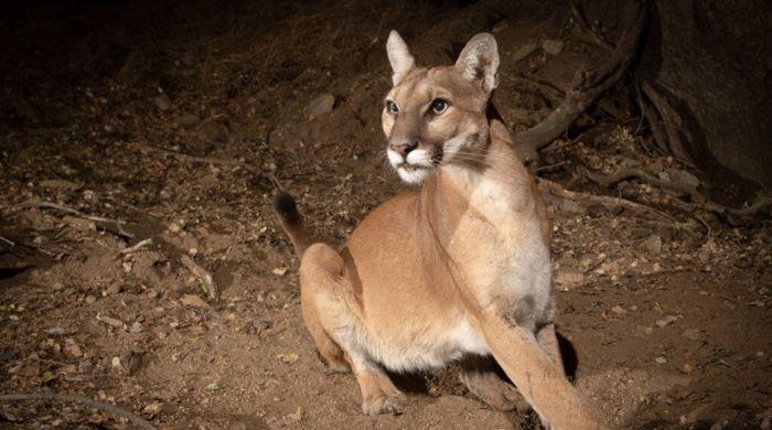 Mountain lion spotted in San Francisco's Pacific Heights, authorities urge caution