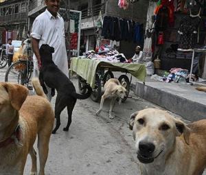 Sindh reports first rabies fatality of 2026 after 8-year-old dies in Sanghar