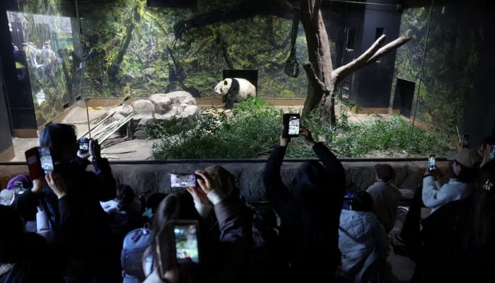 Visitors film and photograph four-year-old male giant panda Xiao Xiao at Ueno Zoo during the last viewing day before the planned return of twin giant pandas Xiao Xiao and Lei Lei to China, in Tokyo, Japan. — Reuters