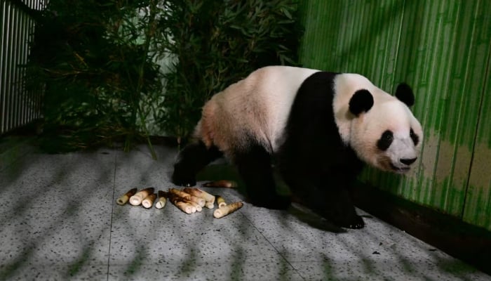 Giant panda Lei Lei walks in a cage after arriving from Japan at Bifengxia Panda Base in Yaan, Sichuan province, China January 28, 2026. — Reuters