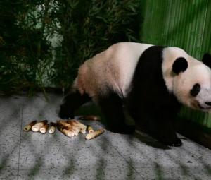 Japan-born pandas Xiao Xiao and Lei Lei arrive home in China's Sichuan