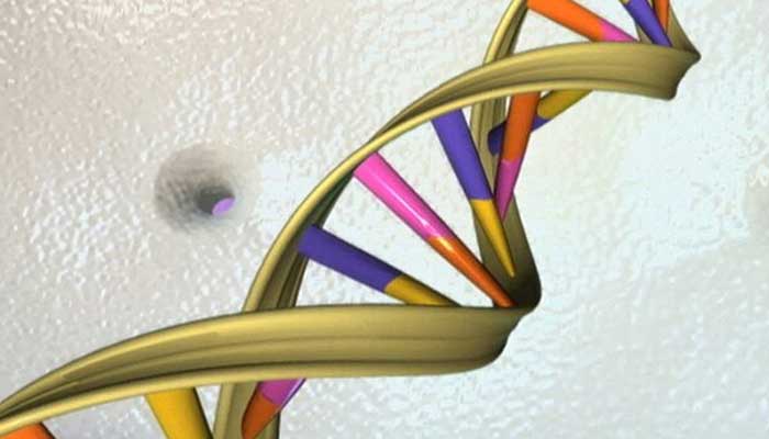 A DNA double helix is seen in an undated artists illustration released by the National Human Genome Research Institute to Reuters on May 15, 2012. — Reuters