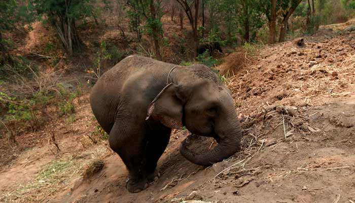 An elephant passes its time at an elephant camp closed to tourists. — Reuters/File