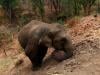 Elephant kills tourist at Thai national park